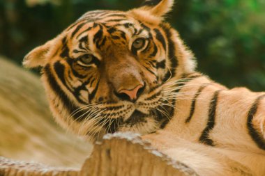 Sibirian kaplanı, Amur kaplanı, hayranlık uyandıran bakışlarla bakıyorlardı. Sibirian kaplanı, Amur kaplanı, huşu uyandıran bakışlarla bakıyorlardı.