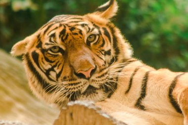 Sibirian kaplanı, Amur kaplanı, hayranlık uyandıran bakışlarla bakıyorlardı. Sibirian kaplanı, Amur kaplanı, huşu uyandıran bakışlarla bakıyorlardı.