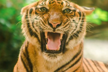 Sibirian kaplanı, Amur kaplanı, hayranlık uyandıran bakışlarla bakıyorlardı. Sibirian kaplanı, Amur kaplanı, huşu uyandıran bakışlarla bakıyorlardı.