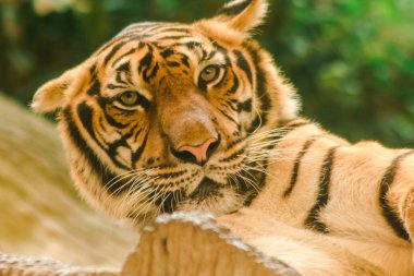 Sibirian kaplanı, Amur kaplanı, hayranlık uyandıran bakışlarla bakıyorlardı. Sibirian kaplanı, Amur kaplanı, huşu uyandıran bakışlarla bakıyorlardı.