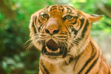 Sibirian kaplanı, Amur kaplanı, hayranlık uyandıran bakışlarla bakıyorlardı. Sibirian kaplanı, Amur kaplanı, huşu uyandıran bakışlarla bakıyorlardı.