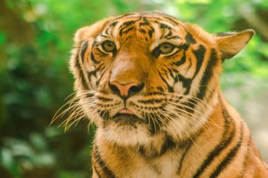 Sibirian kaplanı, Amur kaplanı, hayranlık uyandıran bakışlarla bakıyorlardı. Sibirian kaplanı, Amur kaplanı, huşu uyandıran bakışlarla bakıyorlardı.