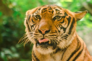 Sibirian kaplanı, Amur kaplanı, hayranlık uyandıran bakışlarla bakıyorlardı. Sibirian kaplanı, Amur kaplanı, huşu uyandıran bakışlarla bakıyorlardı.