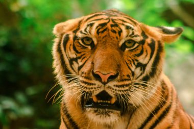 Sibirian kaplanı, Amur kaplanı, hayranlık uyandıran bakışlarla bakıyorlardı. Sibirian kaplanı, Amur kaplanı, huşu uyandıran bakışlarla bakıyorlardı.