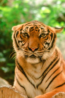 Sibirian kaplanı, Amur kaplanı, hayranlık uyandıran bakışlarla bakıyorlardı. Sibirian kaplanı, Amur kaplanı, huşu uyandıran bakışlarla bakıyorlardı.