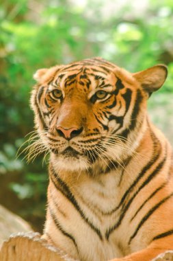 Sibirian kaplanı, Amur kaplanı, hayranlık uyandıran bakışlarla bakıyorlardı. Sibirian kaplanı, Amur kaplanı, huşu uyandıran bakışlarla bakıyorlardı.