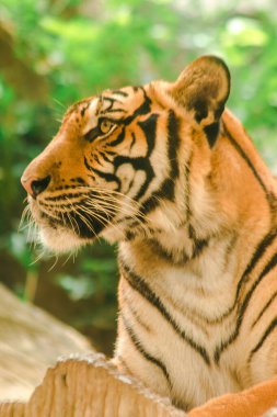 Sibirian kaplanı, Amur kaplanı, hayranlık uyandıran bakışlarla bakıyorlardı. Sibirian kaplanı, Amur kaplanı, huşu uyandıran bakışlarla bakıyorlardı.