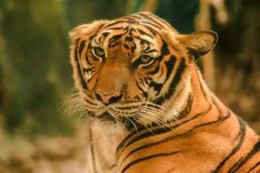 Sibirian kaplanı, Amur kaplanı, hayranlık uyandıran bakışlarla bakıyorlardı. Sibirian kaplanı, Amur kaplanı, huşu uyandıran bakışlarla bakıyorlardı.