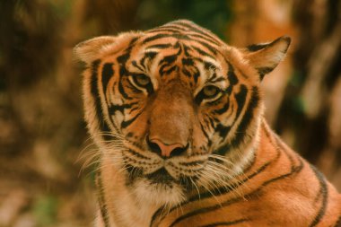 Sibirian kaplanı, Amur kaplanı, hayranlık uyandıran bakışlarla bakıyorlardı. Sibirian kaplanı, Amur kaplanı, huşu uyandıran bakışlarla bakıyorlardı.