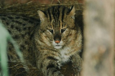 Balıkçı Kedi yerde hareketsiz yatıyor.