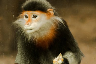 Kırmızı bıçaklı Douc Langur gözlerini çeviriyor. Kırmızı bıçaklı Douc Langu 'nun göz alıcı bir rengi var. Dünyadaki en güzel lemurlar olarak kabul edilir..