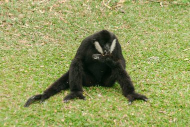 Kuzey Beyaz Yanaklı Gibbon çimenlerde oturuyor. Güneş ışığından kaçmak için ağaçların tepesinden iniyorum.