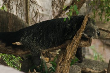 Binturong (Ayı Kedi) ağaçta uyuyor