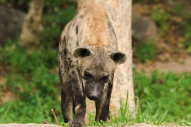 Hyaena 'yı bakarken gördüm. Hyaena en büyük sırtlan türüdür. Polka-noktalı sırtlanlar sıradan sırtlanlara benzer.. 