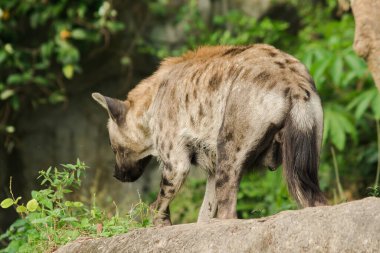 Hyaena 'yı bakarken gördüm. Hyaena en büyük sırtlan türüdür. Polka-noktalı sırtlanlar sıradan sırtlanlara benzer..