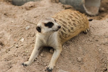 Slender-tailed Meerkat lay on the sandy ground. To examine and smell, Meerkat did not like being stationary. Loves to stand upright