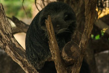 Binturong (Ayı Kedisi) bir ağaçta uyuyor. Binturong (Ayı Kedisi) uzun, kalın ve kalın bir siyah paltoya sahiptir. Yüzü bir ayı gibi..