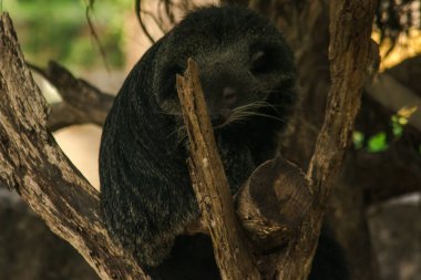 Binturong (Ayı Kedisi) bir ağaçta uyuyor. Binturong (Ayı Kedisi) uzun, kalın ve kalın bir siyah paltoya sahiptir. Yüzü bir ayı gibi..