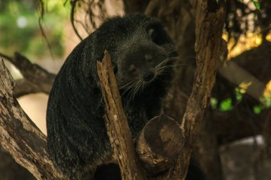 Binturong (Ayı Kedisi) bir ağaçta uyuyor. Binturong (Ayı Kedisi) uzun, kalın ve kalın bir siyah paltoya sahiptir. Yüzü bir ayı gibi..