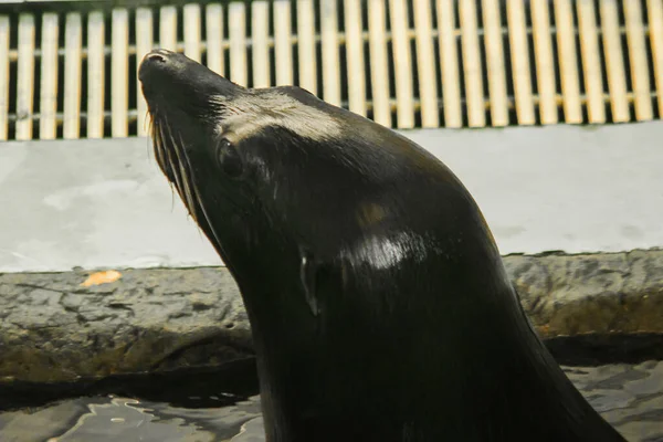 Foche Sono Piscina Sono State Esposte Allo Zoo — Foto Stock