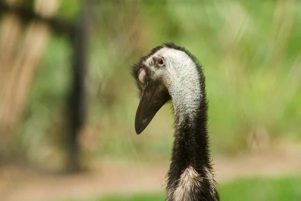 Pštrosí Hlava Pštrosí Zoologické Zahradě Struthio Camelus Největším Ptákem Světě — Stock fotografie