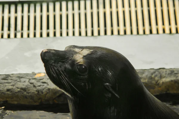 Foche Sono Piscina Sono State Esposte Allo Zoo — Foto Stock