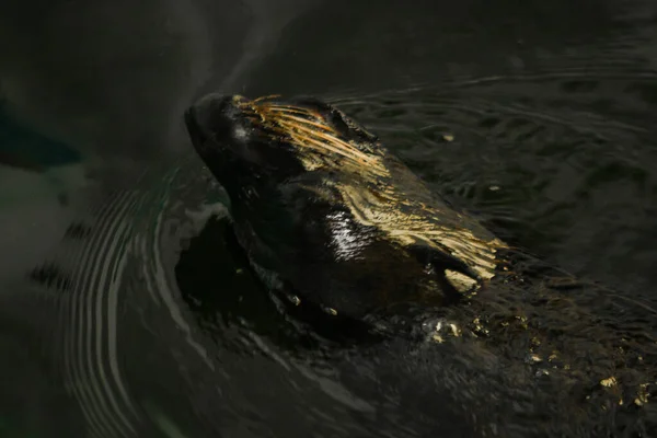 Zeehonden Zijn Het Zwembad Tentoongesteld Dierentuin — Stockfoto