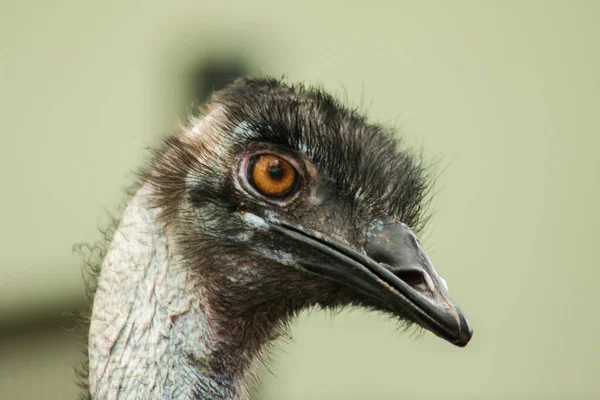 Ostrich Head Ostrich Zoo Struthio Camelus Largest Bird World Has — Stock Photo, Image