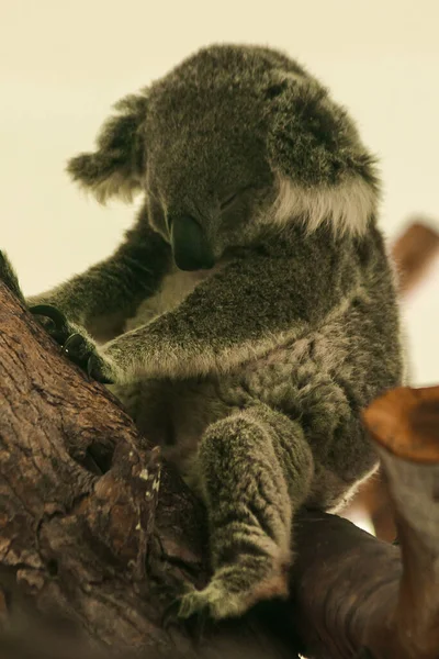 Koala Durmió Árbol Generalmente Los Koalas Mueven Lentamente Dedique 1624 — Foto de Stock