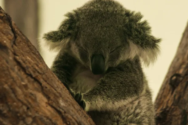 Koala Elaludt Fán Általában Koalák Lassan Mozognak Töltsön 1624 Óra — Stock Fotó