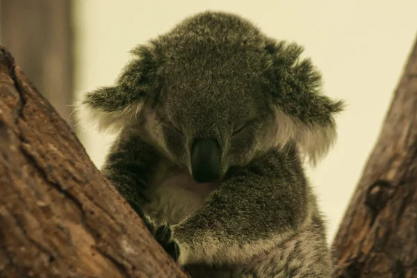 Koala Schlief Baum Ein Normalerweise Bewegen Sich Koalas Langsam 1624 — Stockfoto