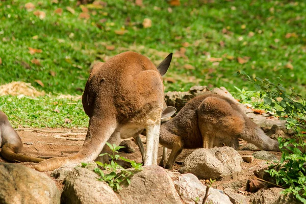 Kangaroo Baby Äter Mjölk Från Moderns Mage — Stockfoto