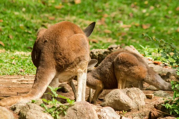 Kangaroo Baby Eating Milk Mother Abdomen — Stock Photo, Image