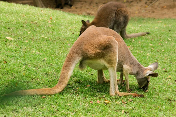 Kangaroos eat grass on the field, Red Kangaroo on the lawn.