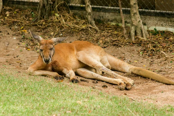 Kanguru Yerde Yatıyor Kızıl Kanguru Yerde — Stok fotoğraf