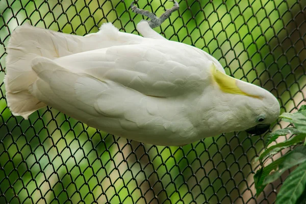 Den Vita Cockatoo Zoo Buren Cockatoo Vacker Fågel Hanfågeln Har — Stockfoto