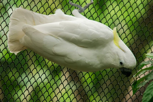 動物園の檻の中の白いコカトゥー コカトゥーは美しい鳥です オスの鳥は黒い目をしている 妻の目は赤か茶色 — ストック写真