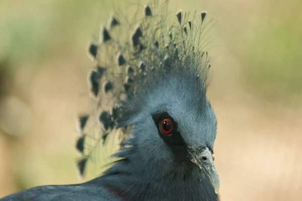 ビクトリアは動物園の檻の中で鳩を戴冠させました ほとんどの体毛は青灰色です 絶滅の危機に瀕しています — ストック写真