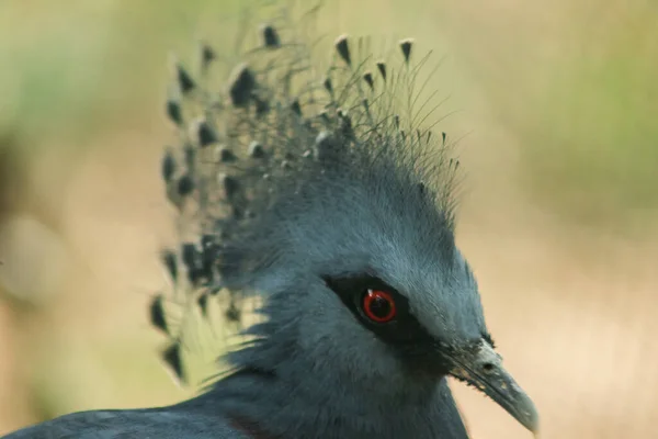 Vittoria Incoronato Piccione Victoria Goura Nella Gabbia Dello Zoo Maggior — Foto Stock