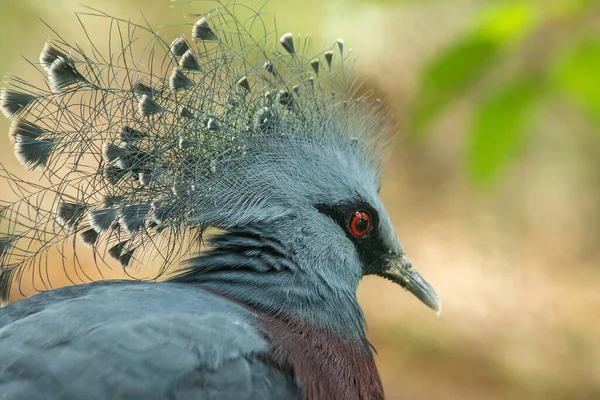 维多利亚在动物园的笼子里给鸽子加冕 维多利亚 大多数体毛是蓝灰色的 有灭绝的危险吗 — 图库照片