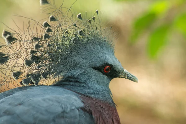 维多利亚在动物园的笼子里给鸽子加冕 维多利亚 大多数体毛是蓝灰色的 有灭绝的危险吗 — 图库照片