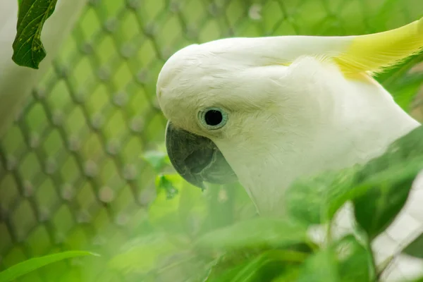 Cacatúa Blanca Jaula Del Zoológico Cacatúa Hermoso Pájaro Pájaro Macho —  Fotos de Stock