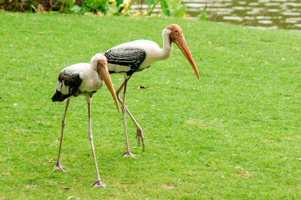 Cegonhas Pintadas Caminham Gramado Tem Único Plumag Rosa — Fotografia de Stock