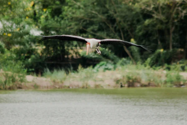 Painted Stork Flying Pond Feed Herd Shallow Waters Rivers Lakes — Stock Photo, Image