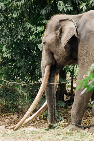 Elefante Asiático Macho Con Colmillos Largos Los Tenedores Son Colmillos — Foto de Stock