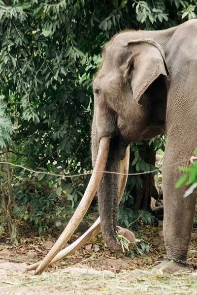 Elefante Asiático Macho Con Colmillos Largos Los Tenedores Son Colmillos — Foto de Stock