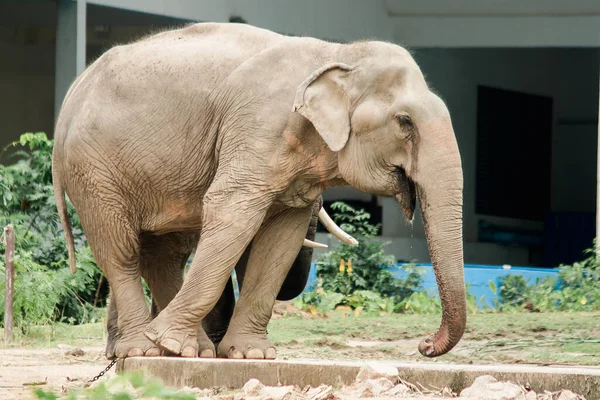 Asiático Elefante Machos Hembras Burlan Entre Zoológico — Foto de Stock