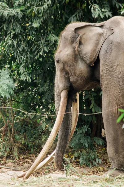 Asiático Elefante Machos Hembras Burlan Entre Zoológico — Foto de Stock