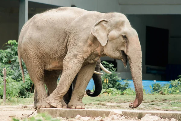 Asiático Elefante Machos Hembras Burlan Entre Zoológico — Foto de Stock