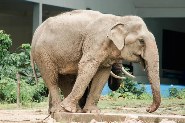 Самцы Самки Азиатских Слонов Дразнят Друг Друга Зоопарке — стоковое фото